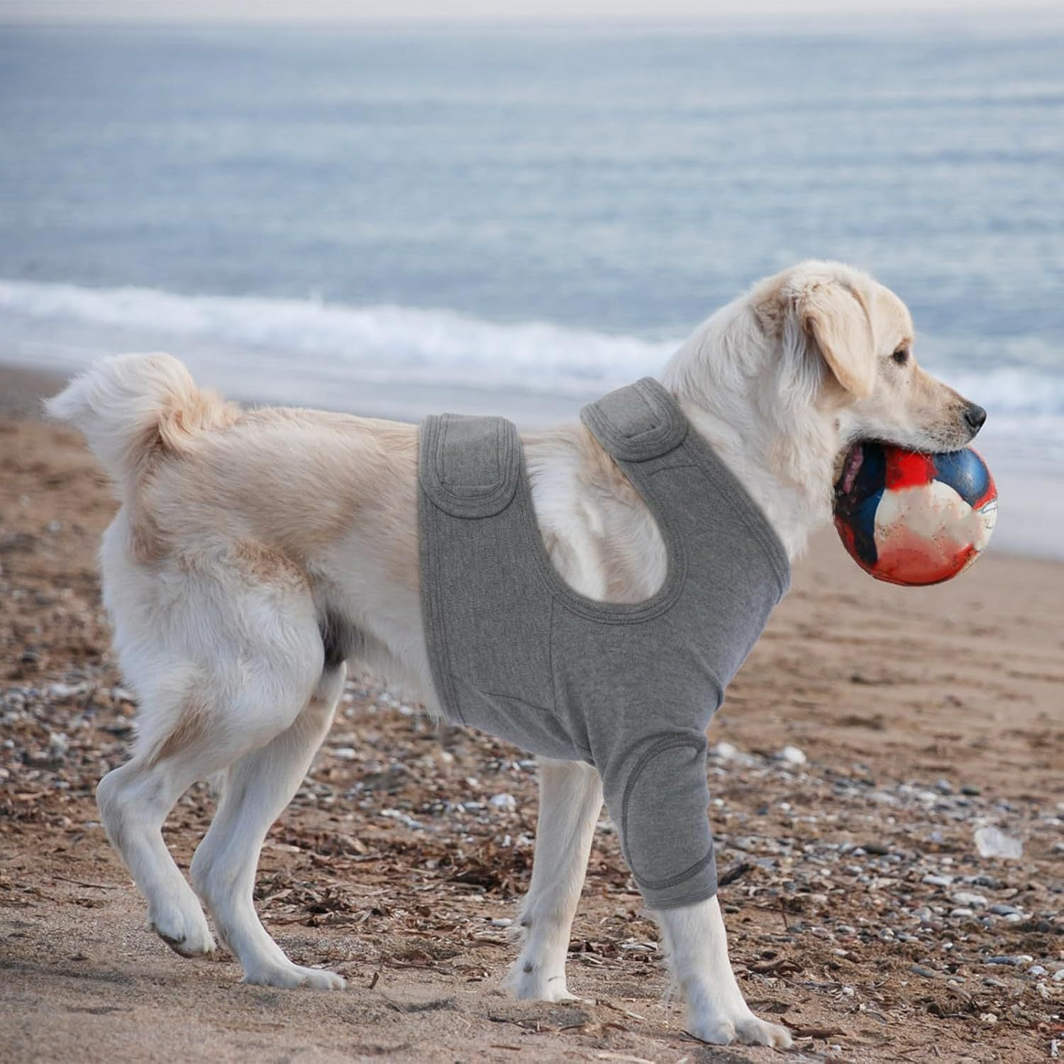 Dog Apparel