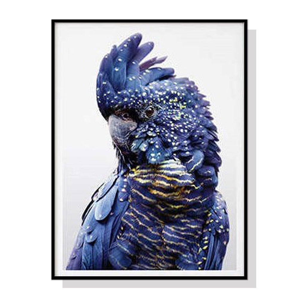 Wall Art 70cmx100cm Black Cockatoo A Black Frame Canvas