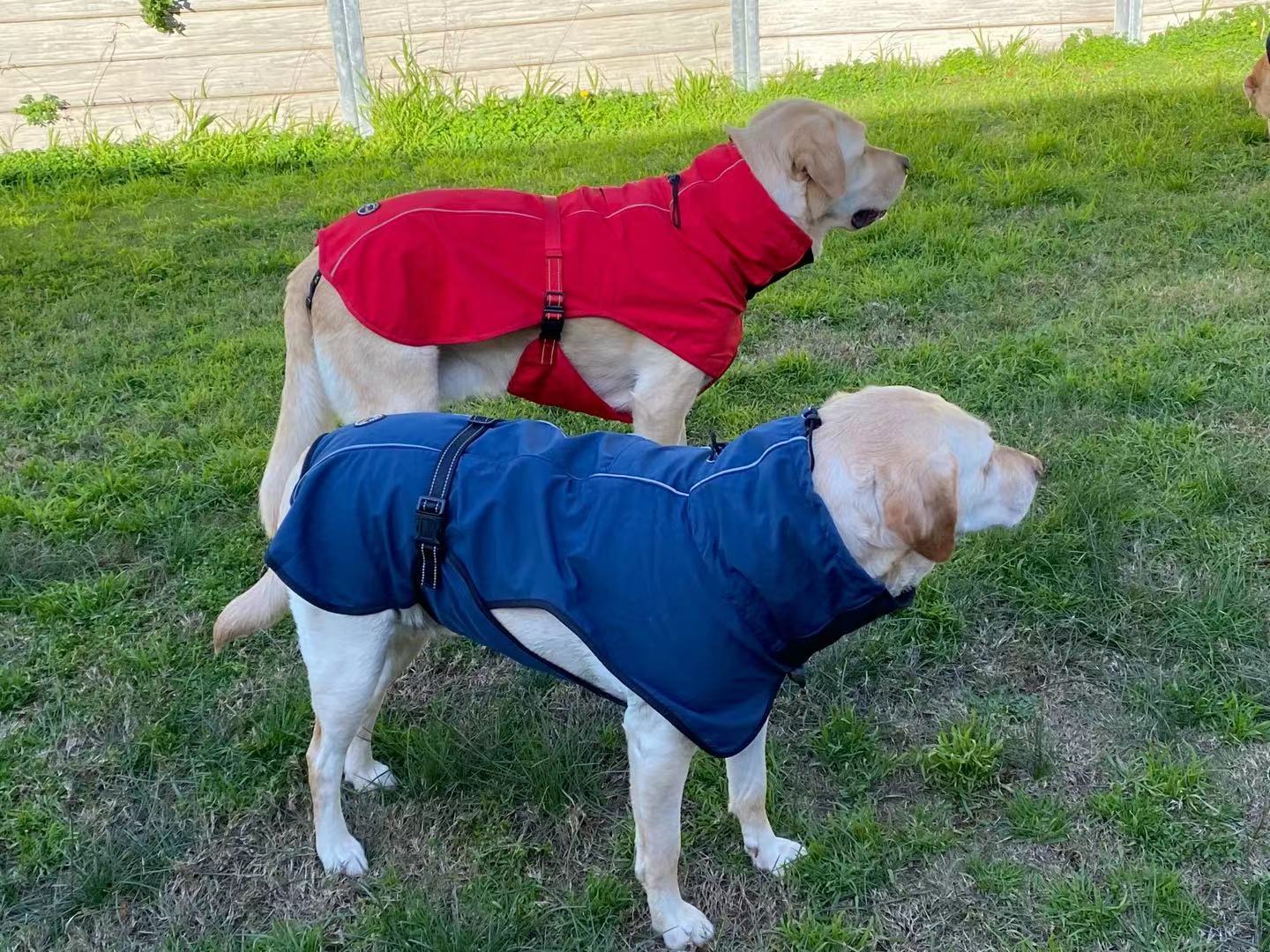 Pet Dog Raincoat Poncho Jacket Windbreaker Waterproof Clothes with Harness Hole-XL-Red